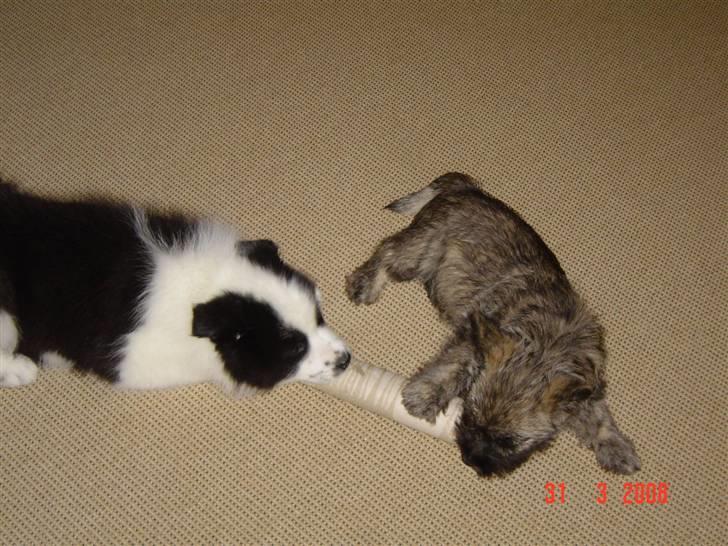 Cairn terrier Viktor - Her leger Viktor med Balou :) billede 7