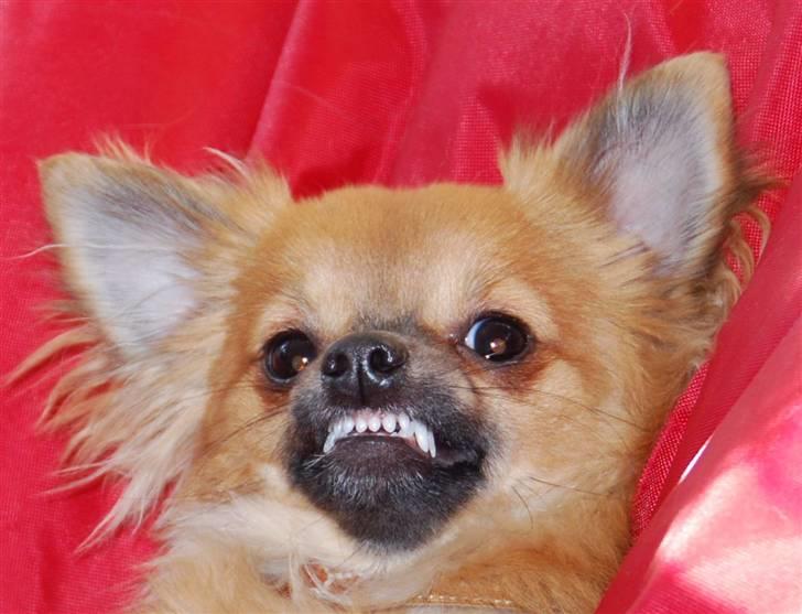 Chihuahua Ricko aka kongemand - Se lige mig, jeg har tænder, min far siger godt nok at jeg har for mange, hmm, hvad ved han om det? billede 8