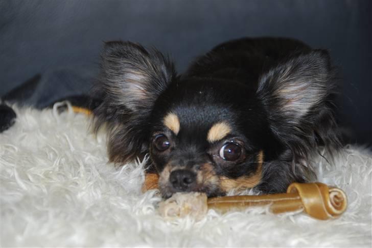 Chihuahua Bella - Fingerne væk, det er mit ben. billede 8