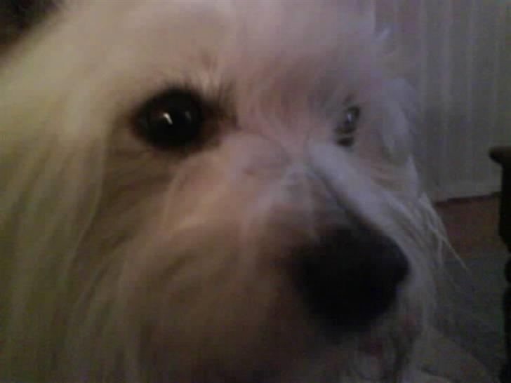 Coton de tulear '.noah.' billede 6