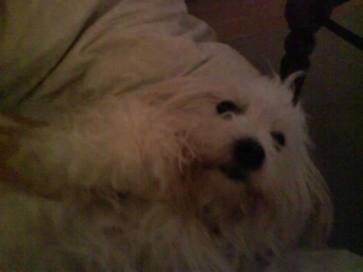 Coton de tulear '.noah.' billede 7