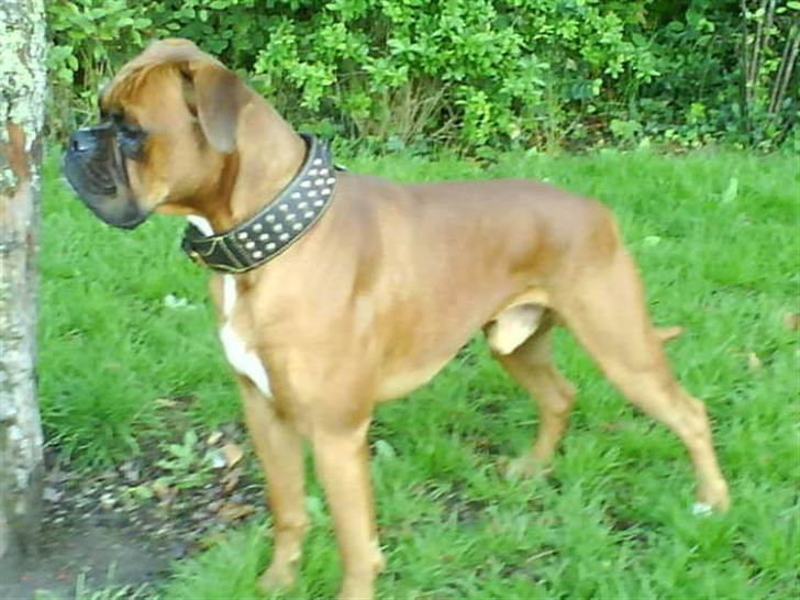 Boxer Champion Chiko billede 19