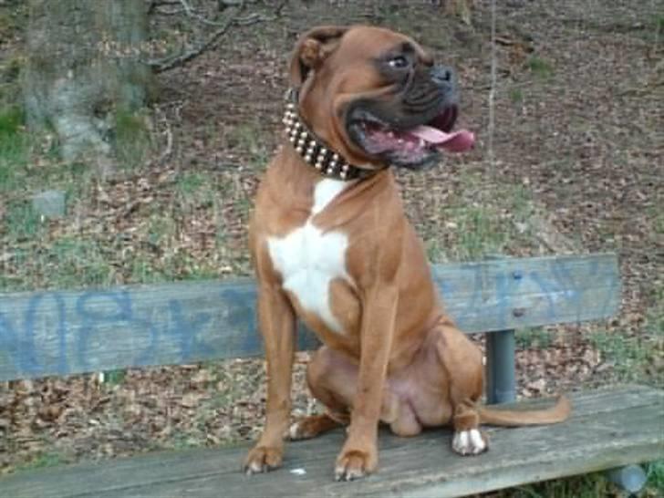 Boxer Champion Chiko billede 20