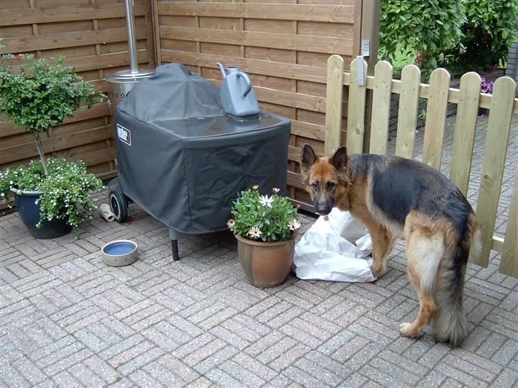 Schæferhund Bonnie  * R.I.P.* - Mon der er mere foder tilbage i sækken? billede 9