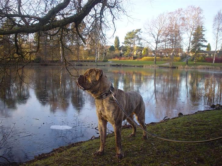 Bullmastiff NEWTON - D 1 januar 2009 Næsten 1 år billede 9