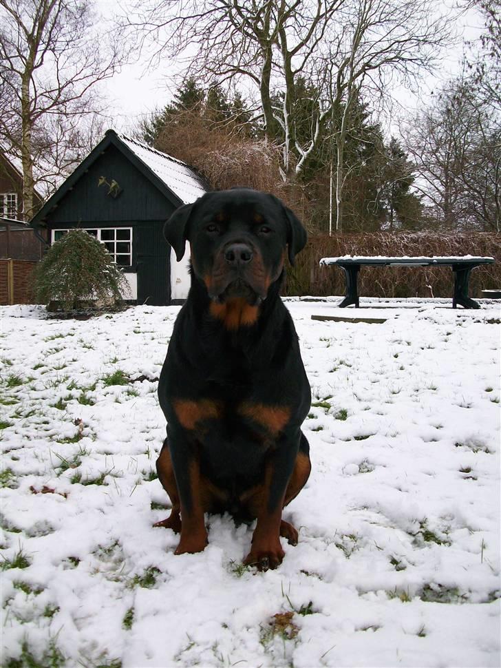 Rottweiler Tyson billede 1