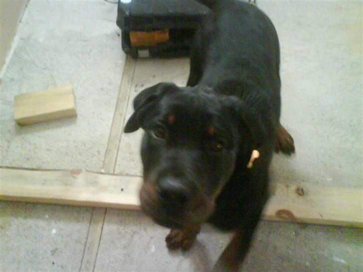 Rottweiler Tyson billede 2