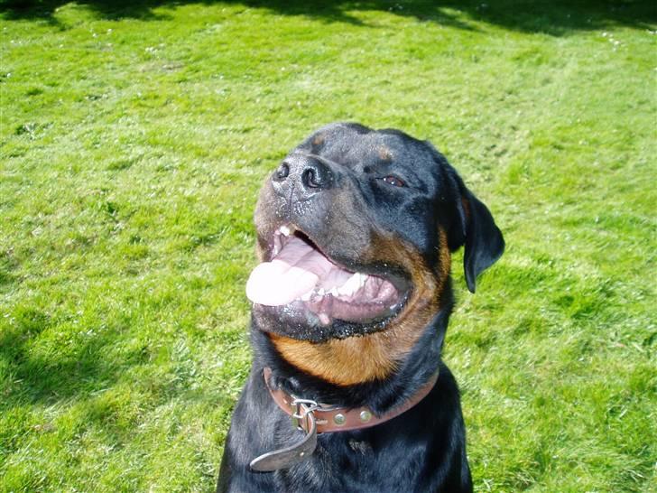 Rottweiler Tyson billede 3