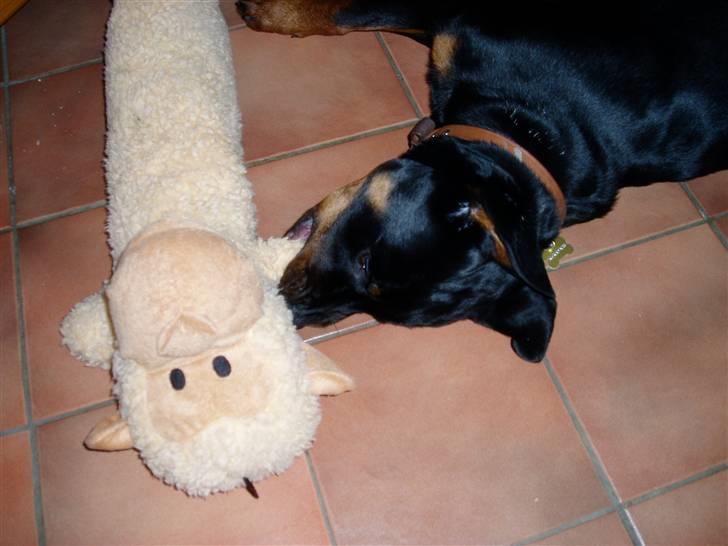Rottweiler Tyson - Det er bare så skønt med noget at bide i... billede 4