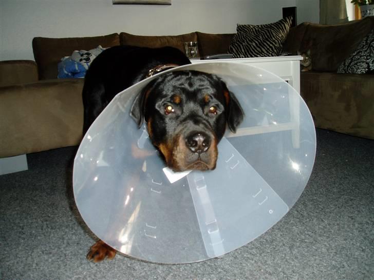 Rottweiler Tyson - Øv...øv....øv.... det var ikke sjovt. billede 5