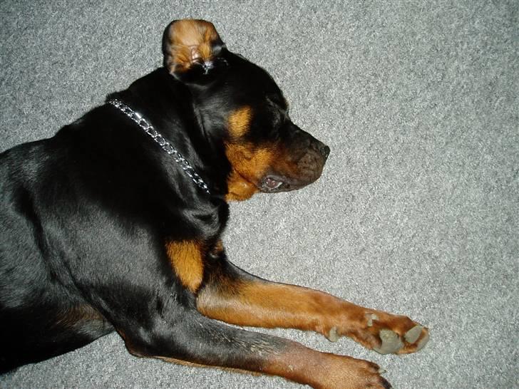 Rottweiler Tyson - Dejligt med en lille lur. billede 6