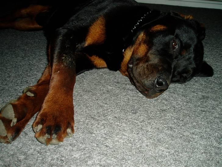 Rottweiler Tyson billede 7