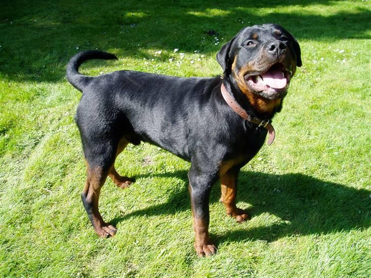 Rottweiler Tyson billede 8