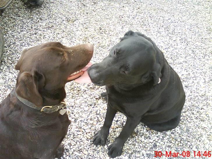 Labrador retriever Balder  billede 14