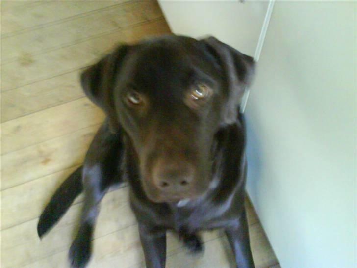 Labrador retriever Balder  billede 15