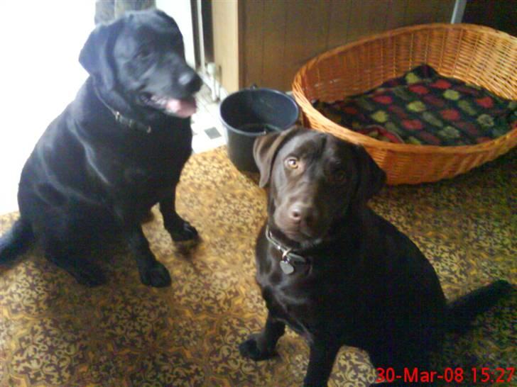 Labrador retriever Balder  billede 17