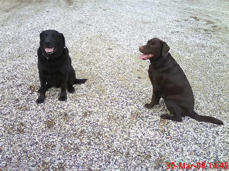 Labrador retriever Balder  billede 18