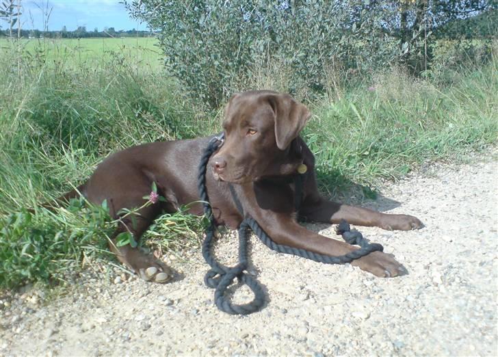 Labrador retriever Balou - 1) Hej og velkommen til Balous profil:D Her ligger han lige og holder pause åpå grusvejen billede 1