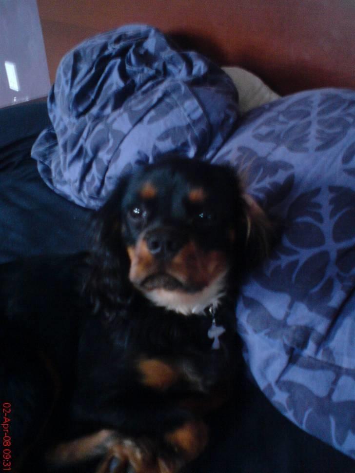 Cavalier king charles spaniel Annexgaardens´s Buller billede 1