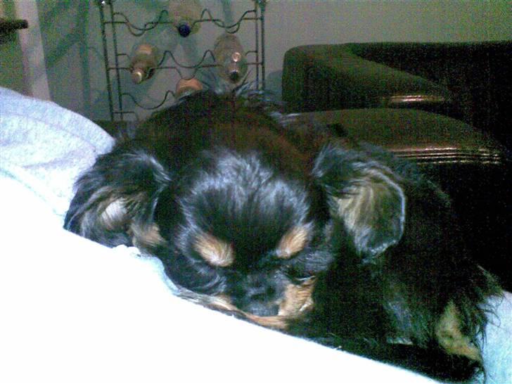 Cavalier king charles spaniel Annexgaardens´s Buller - Buller er på dette billed ca. 8 uger lige hentet og stadig træt efter den lange køretur hjem. billede 2