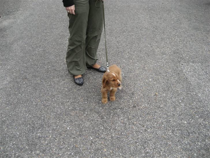 Cocker spaniel Samson billede 2