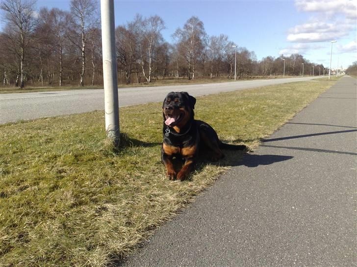 Rottweiler DINGO billede 1