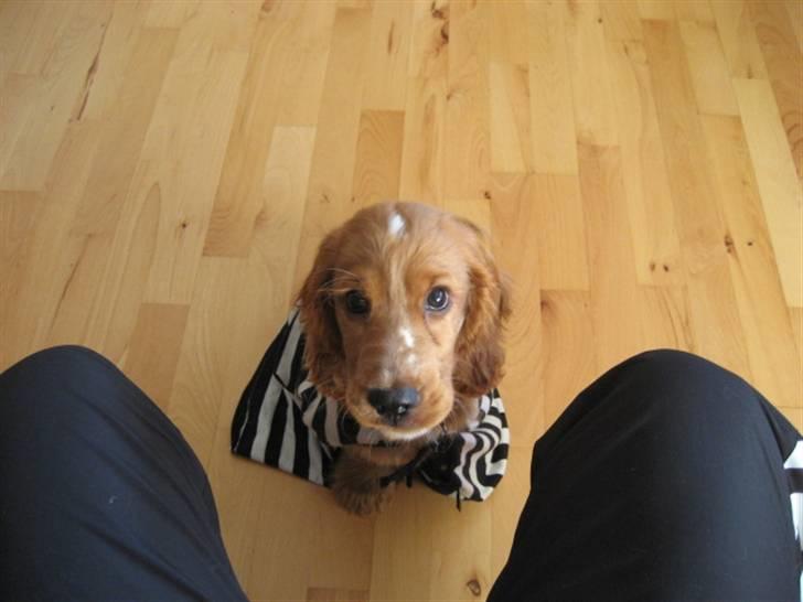 Cocker spaniel Samson billede 3