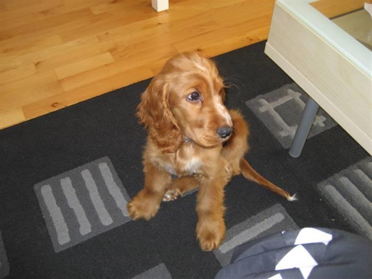Cocker spaniel Samson billede 4