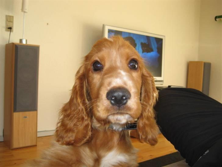 Cocker spaniel Samson billede 5