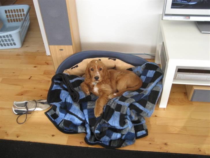 Cocker spaniel Samson billede 6