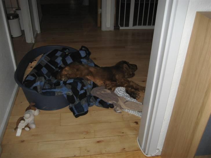 Cocker spaniel Samson billede 7