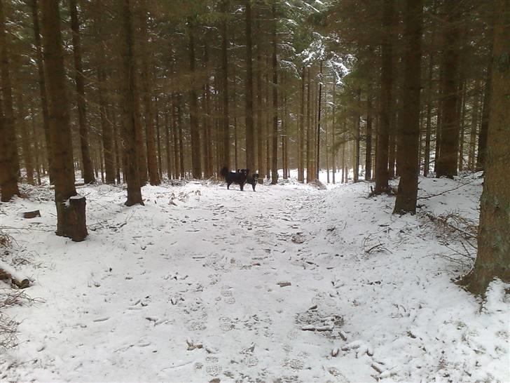 Blanding af racer Trolle *død* - Mig og far i skoven, sikke flot vi står... billede 12