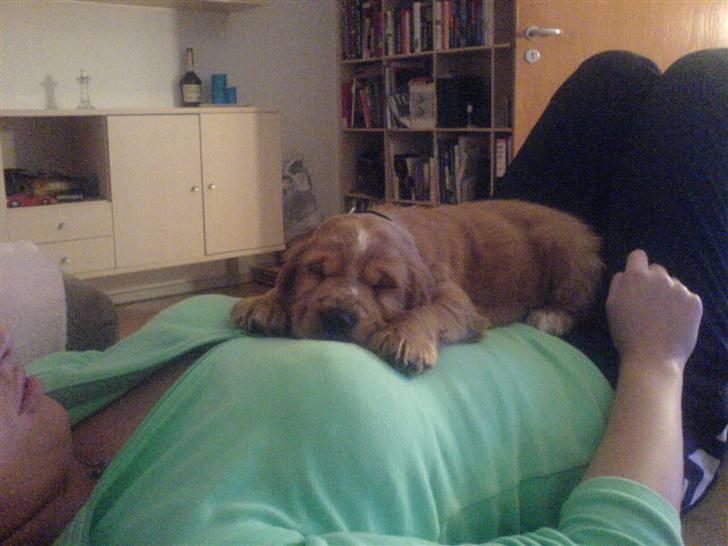 Cocker spaniel Samson billede 8