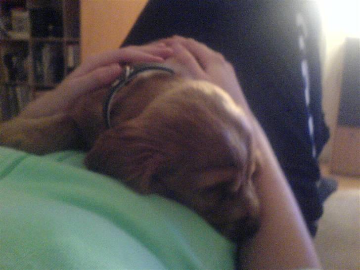 Cocker spaniel Samson billede 9
