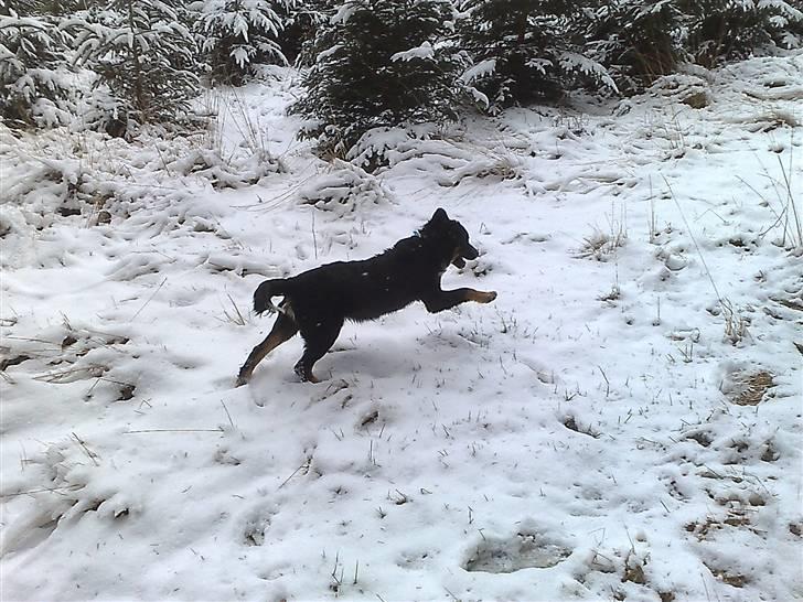 Blanding af racer Trolle *død* - Elsker at løbe i Sneen... billede 13