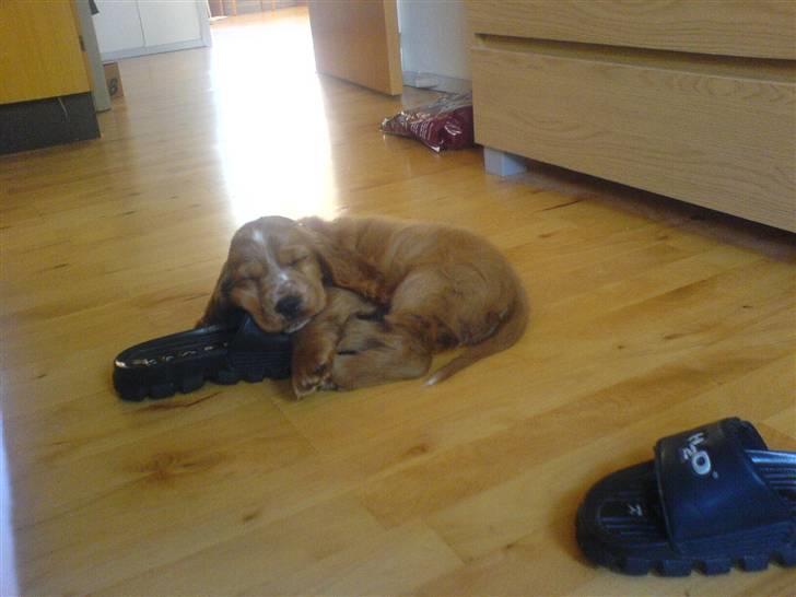Cocker spaniel Samson billede 10