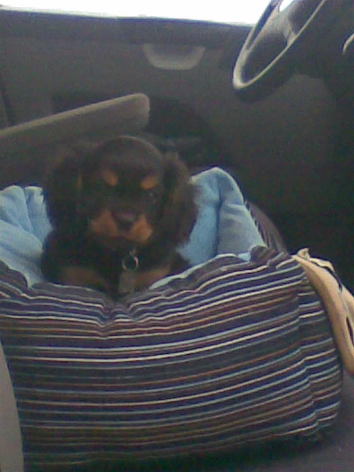 Cavalier king charles spaniel Annexgaardens´s Buller billede 3