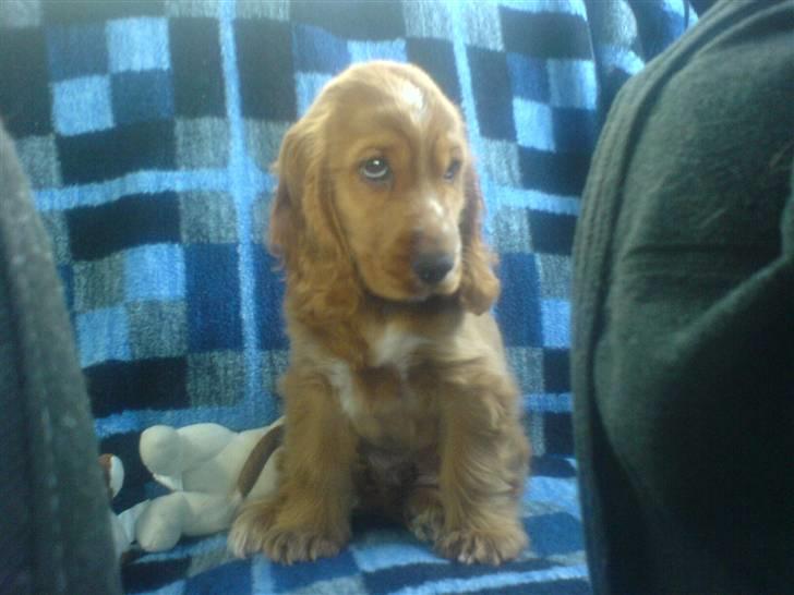 Cocker spaniel Samson billede 11