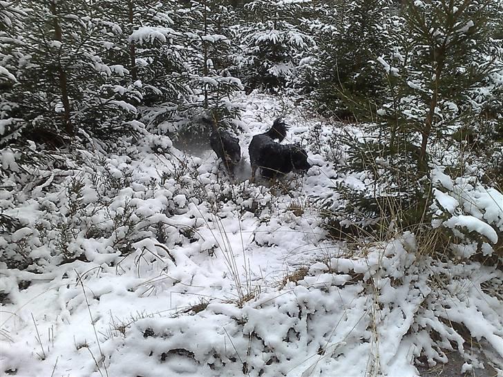 Blanding af racer Trolle *død* - vi elsker at løbe inde imellem træerne i skoven... billede 14