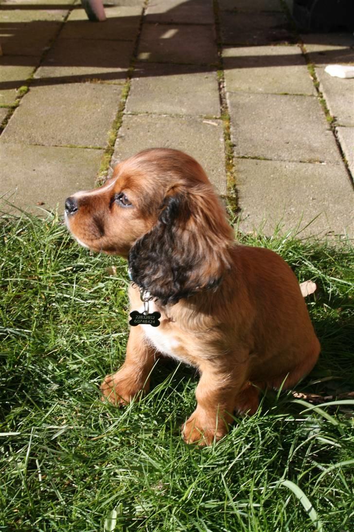 Blanding af racer Sirius billede 15