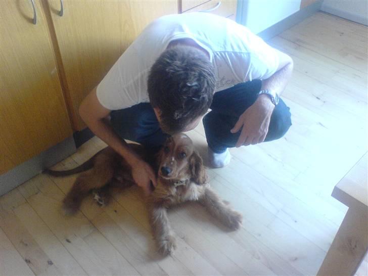 Cocker spaniel Samson billede 12