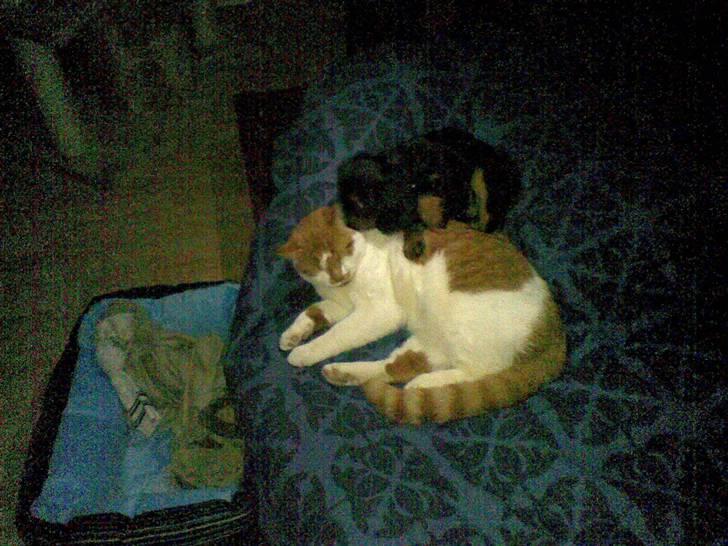 Cavalier king charles spaniel Annexgaardens´s Buller - Mig og min bedste ven Gizmo billede 4