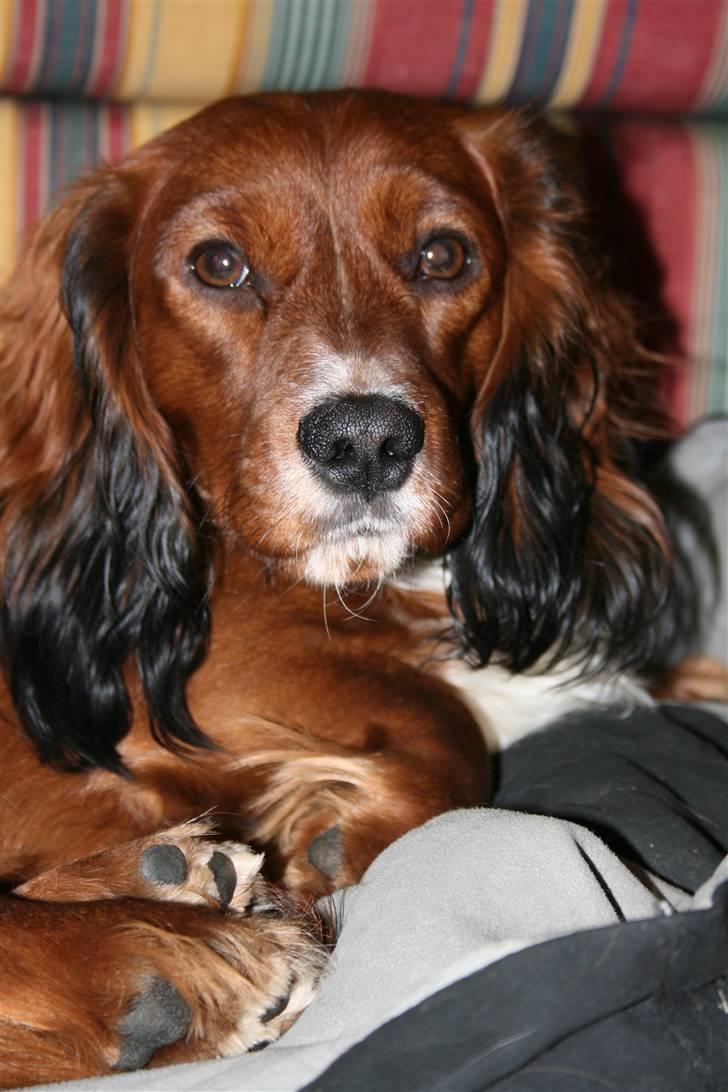 Blanding af racer Sirius billede 16