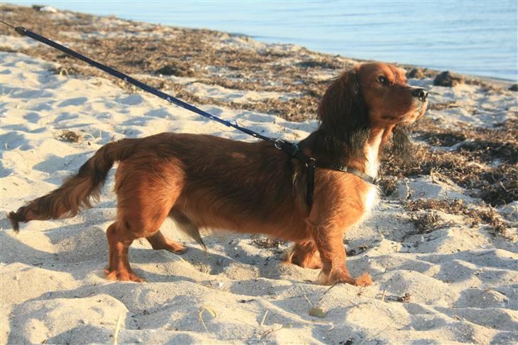 Blanding af racer Sirius billede 17