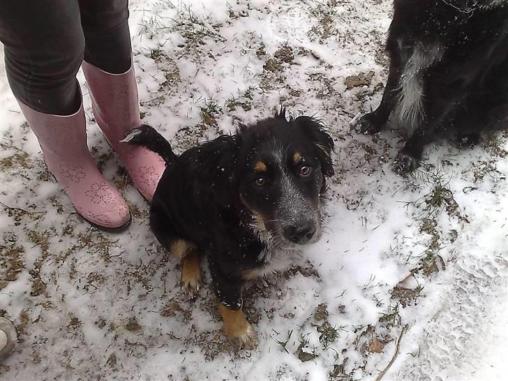 Blanding af racer Trolle *død* - Mig??? Jeg har ikke gravet i sneen, jeg sværger...! billede 15