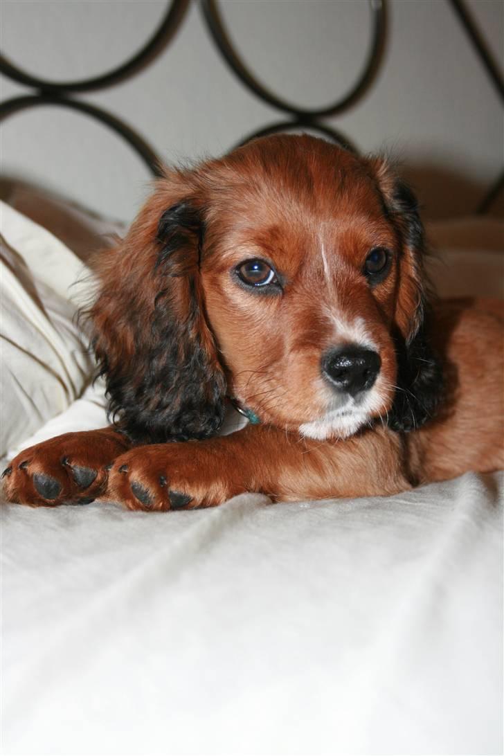 Blanding af racer Sirius billede 18