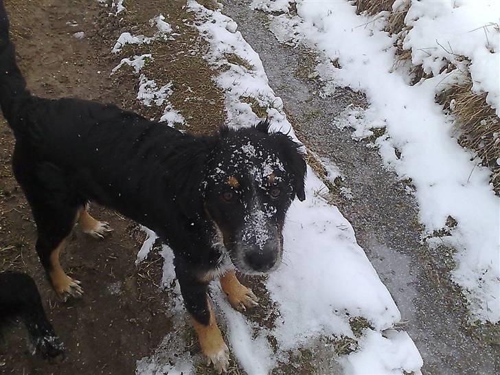 Blanding af racer Trolle *død* - ...Jeg gravede IKKE i sneen! billede 16