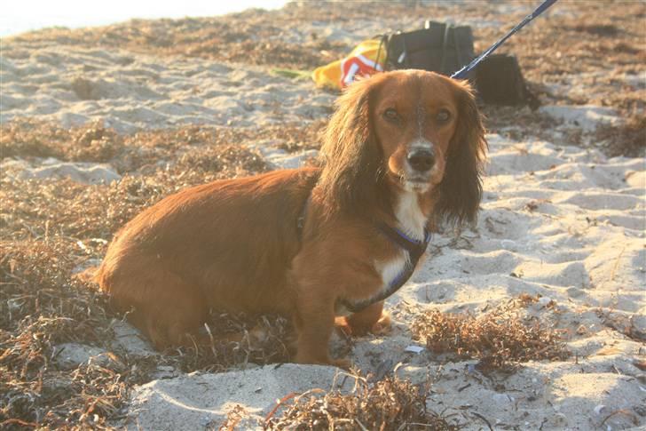 Blanding af racer Sirius billede 19