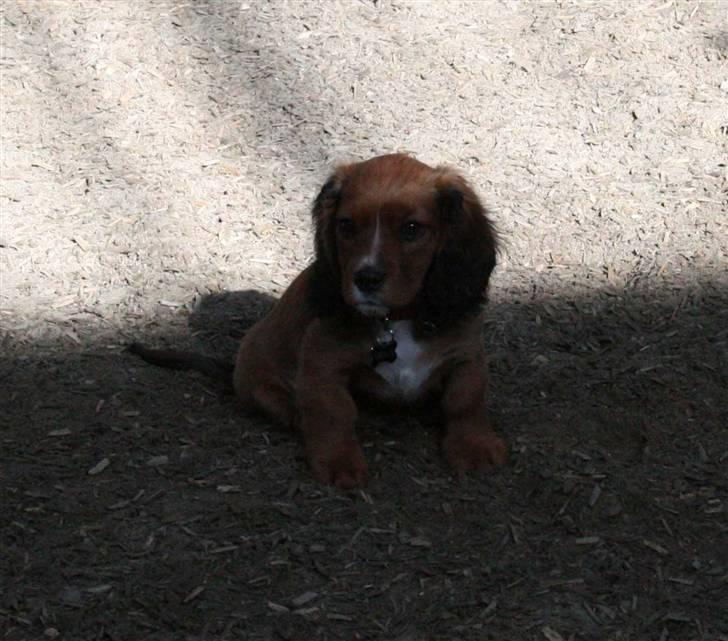 Blanding af racer Sirius billede 20