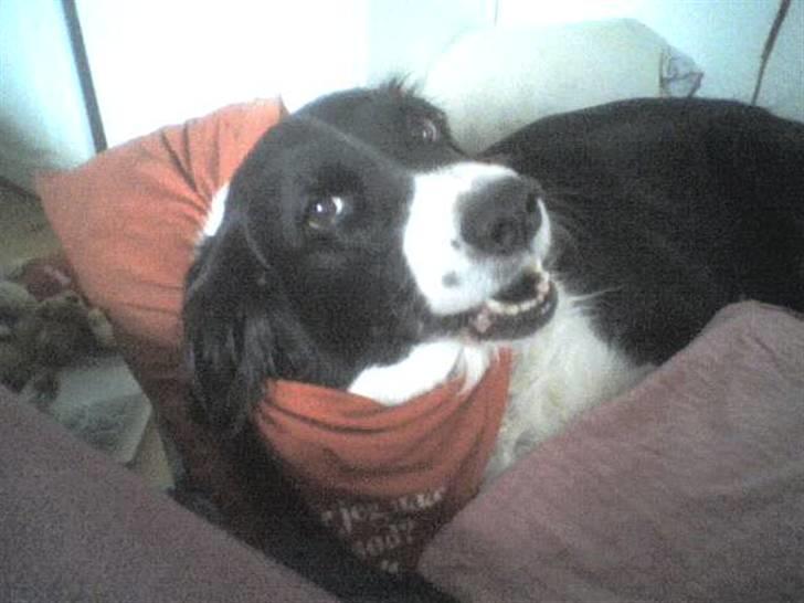 Blanding af racer lady - se mine tænder er di ikke fine billede 10